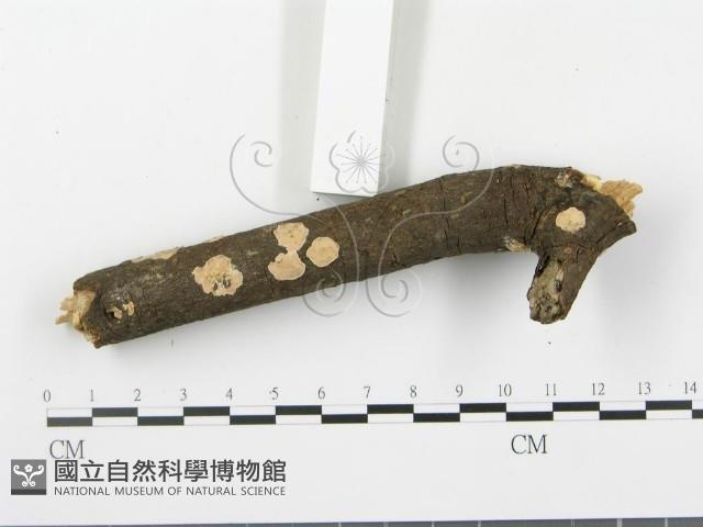 登錄號:F0020069藏品圖，第5張