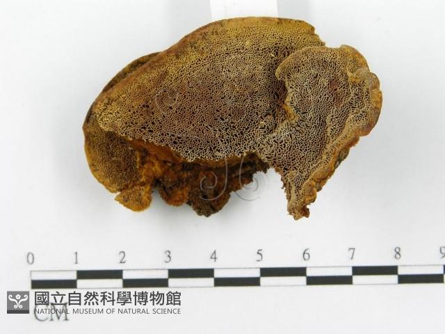 登錄號:F0014069藏品圖，第5張