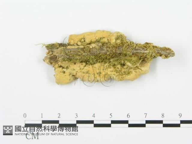 登錄號:F0006369藏品圖，第5張