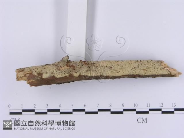 登錄號:F0001369藏品圖，第5張