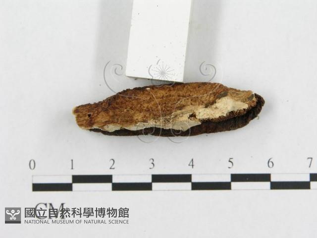 登錄號:F0007229藏品圖，第5張