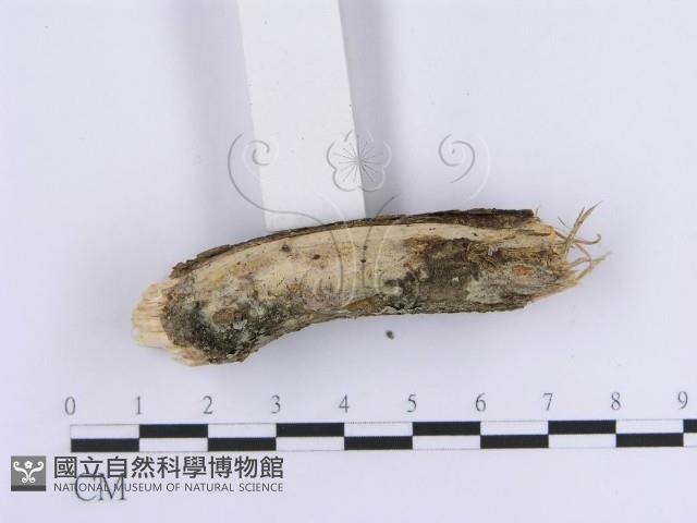 登錄號:F0003229藏品圖，第5張