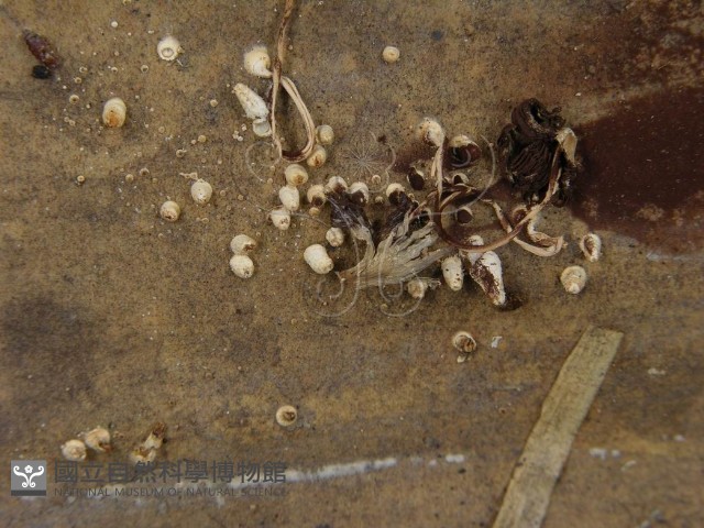 鬼傘屬藏品圖，第5張