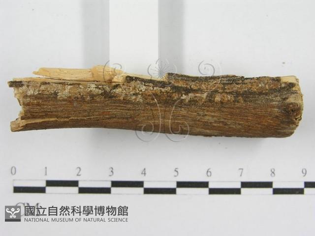登錄號:F0000929藏品圖，第5張