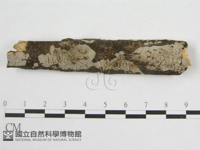 登錄號:F0012929藏品圖，第5張