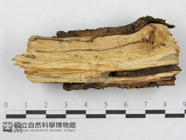 射脈菌屬藏品圖，第5張
