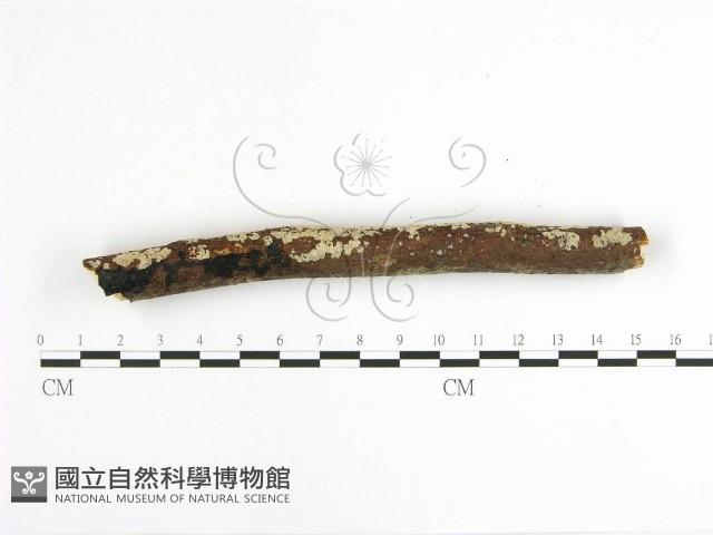 登錄號:F0001629藏品圖，第5張