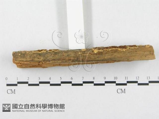 登錄號:F0000529藏品圖，第5張