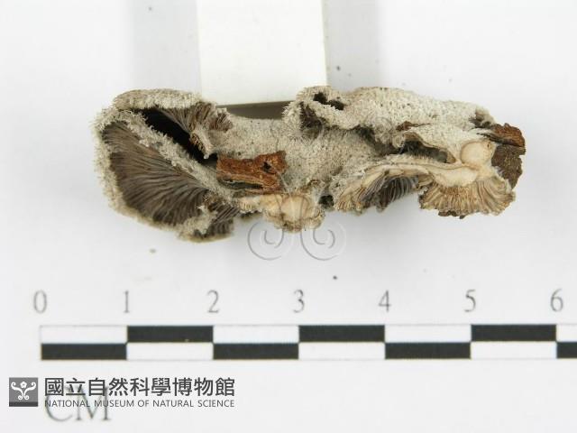 裂褶菌藏品圖，第5張