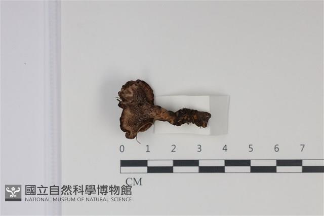 登錄號:F0035029藏品圖，第5張