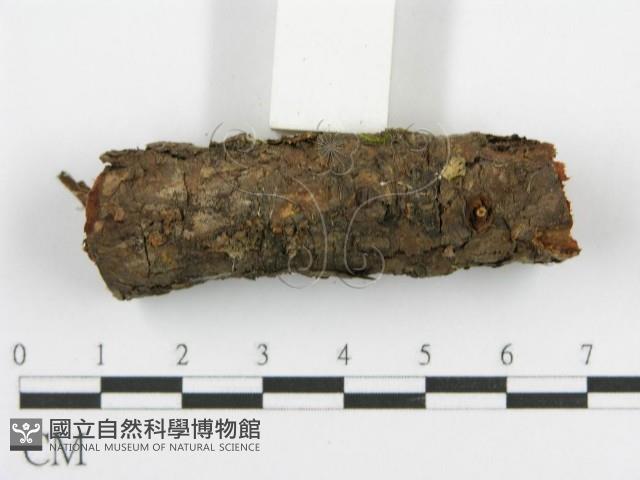 登錄號:F0015329藏品圖，第5張