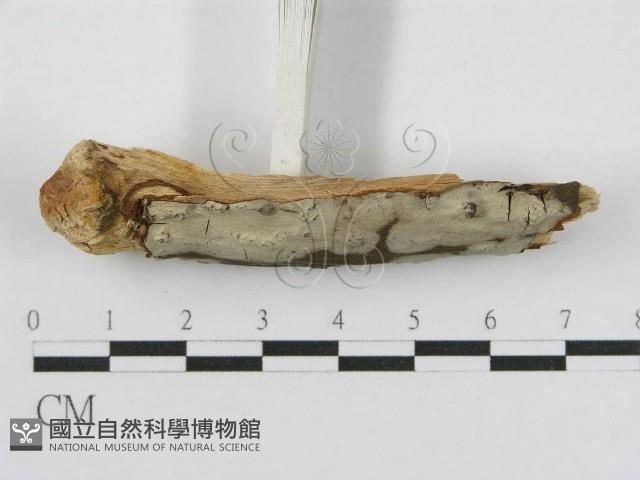 登錄號:F0012809藏品圖，第5張