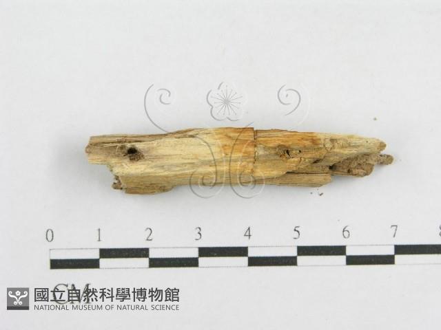 登錄號:F0017809藏品圖，第5張