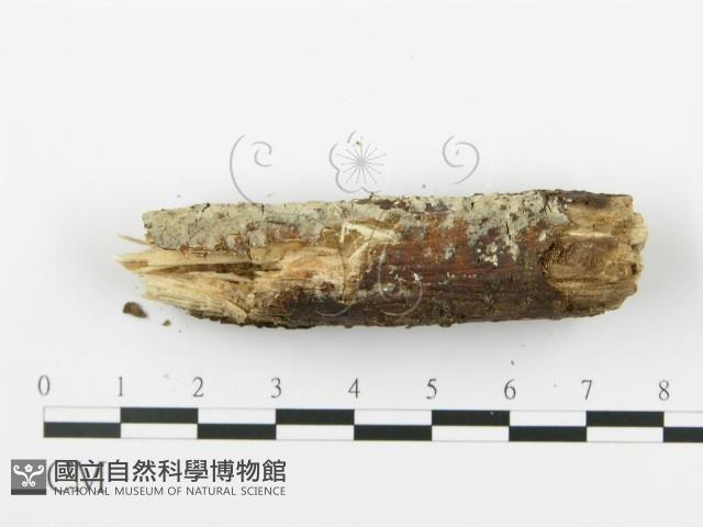 登錄號:F0002909藏品圖，第5張