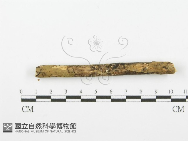 齒耳菌屬藏品圖，第5張