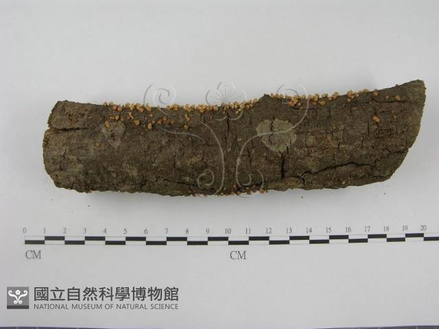 登錄號:F0012609藏品圖，第5張