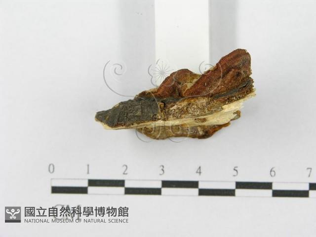 登錄號:F0017409藏品圖，第5張