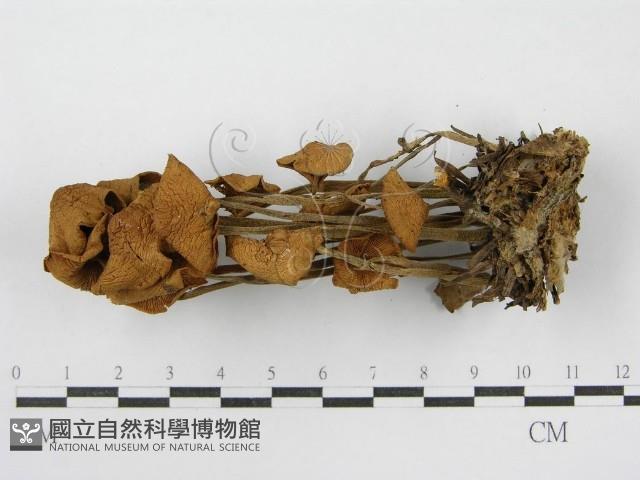 登錄號:F0008509藏品圖，第5張