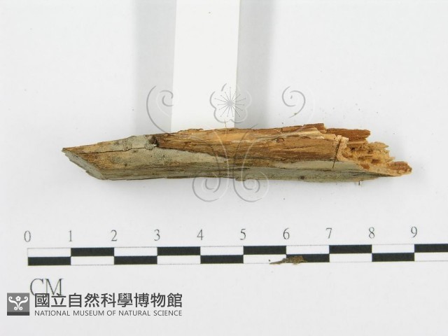 登錄號:F0001509藏品圖，第5張