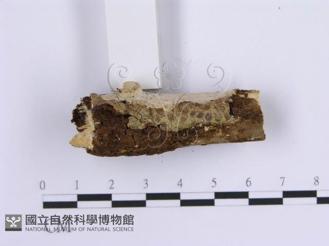 齒耳菌屬藏品圖，第5張