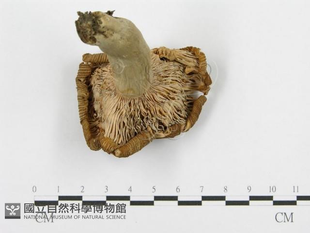 紅菇屬藏品圖，第5張