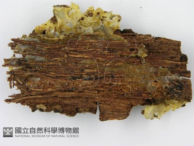 登錄號:F0004819藏品圖，第5張