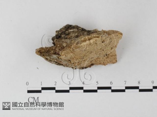 登錄號:F0019819藏品圖，第5張