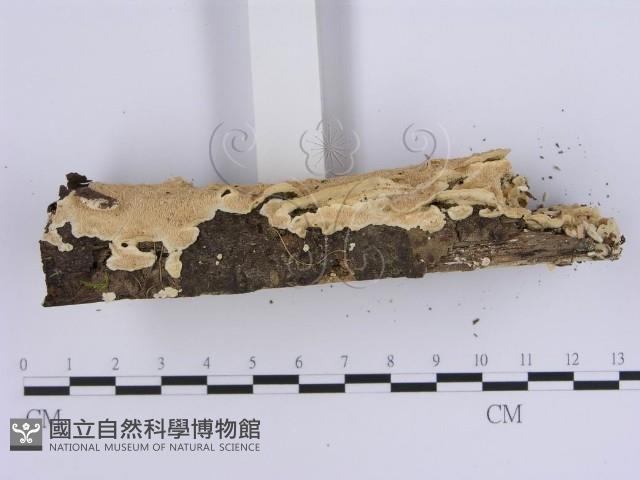 登錄號:F0013819藏品圖，第5張