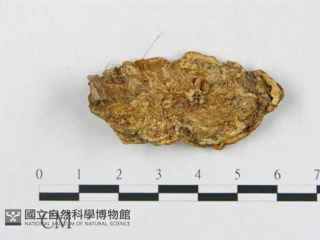 登錄號:F0019919藏品圖，第5張