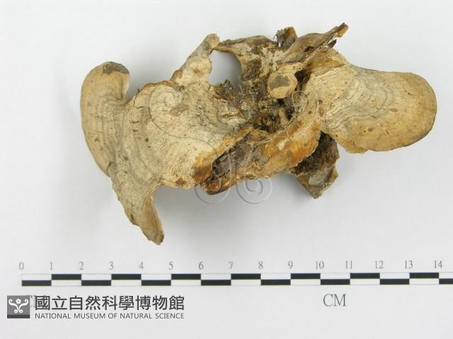 栓菌屬藏品圖，第5張