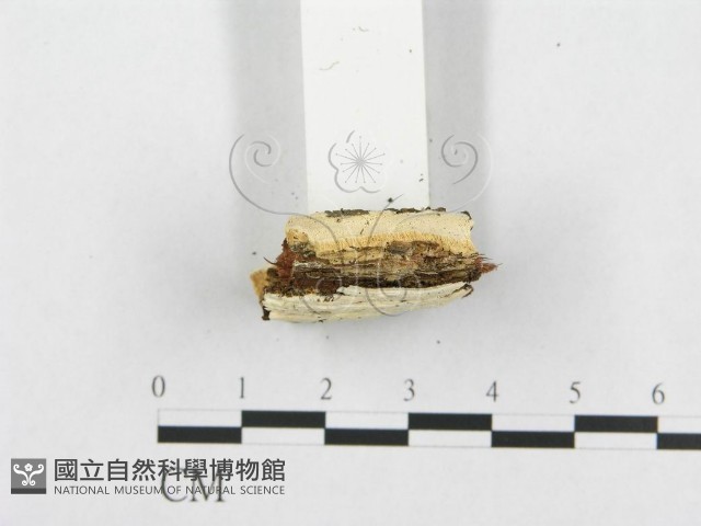 登錄號:F0017419藏品圖，第5張
