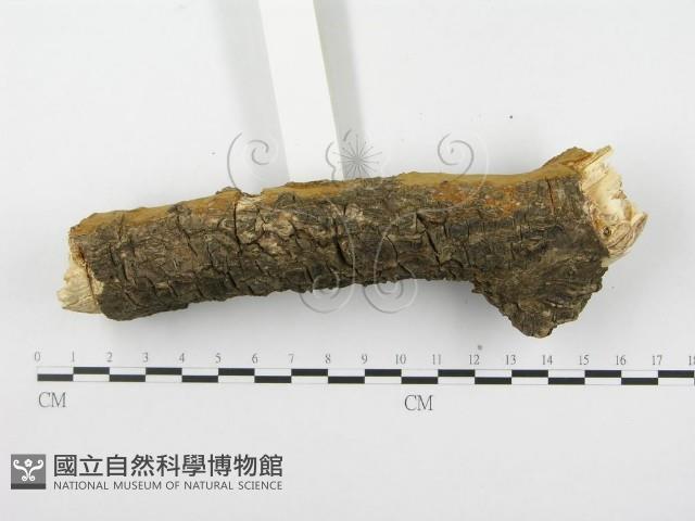 木層孔菌屬藏品圖，第5張