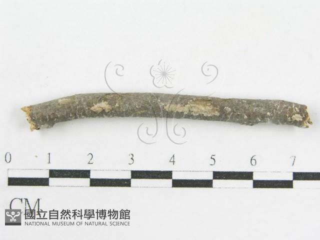 登錄號:F0002519藏品圖，第5張