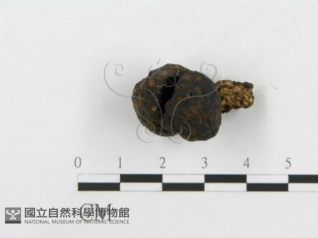 登錄號:F0010119藏品圖，第5張