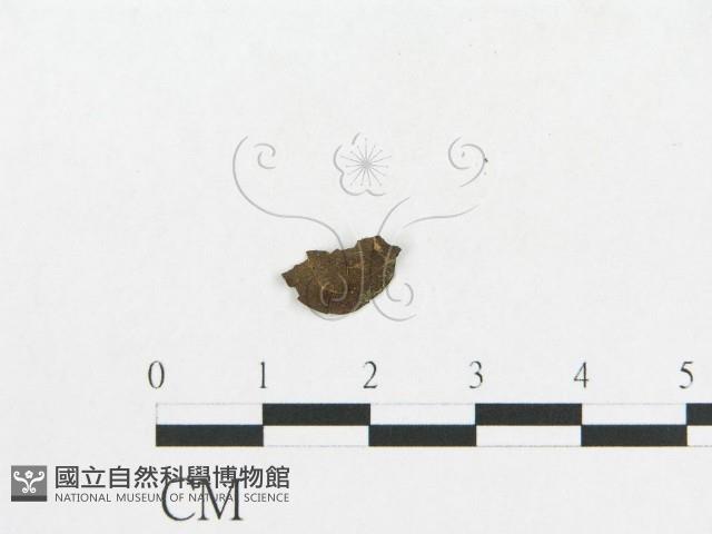 登錄號:F0019119藏品圖，第5張