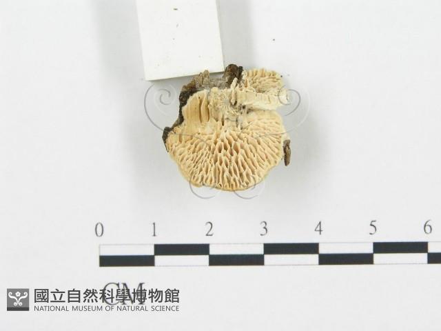 登錄號:F0006019藏品圖，第5張