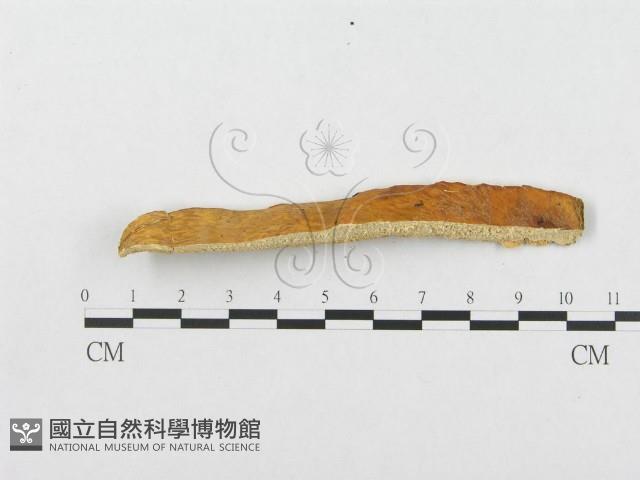 登錄號:F0007019藏品圖，第5張