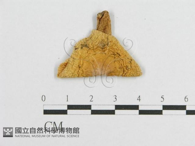 登錄號:F0003259藏品圖，第5張