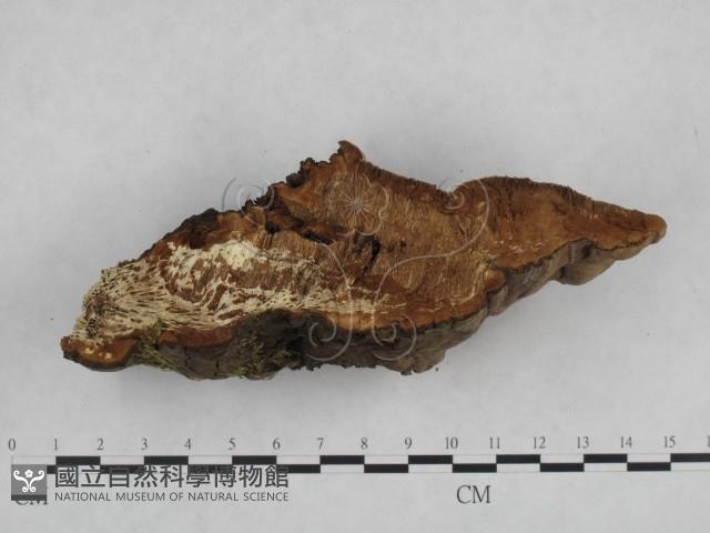 登錄號:F0008859藏品圖，第5張