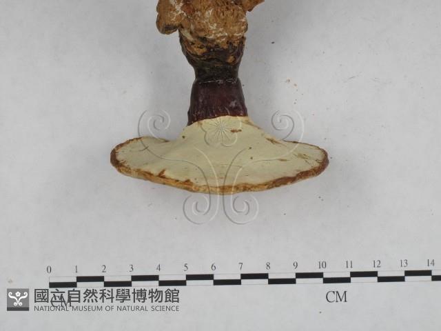 靈芝屬藏品圖，第5張