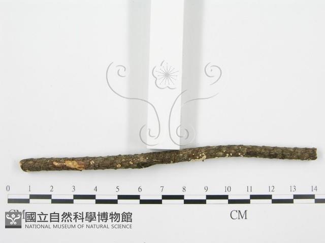 Accession Number:F0002959 Collection Image, Figure 5, Total 7 Figures