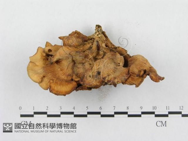 登錄號:F0000659藏品圖，第5張