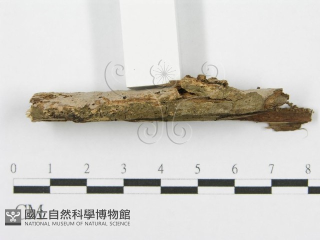筍殼菌屬藏品圖，第5張