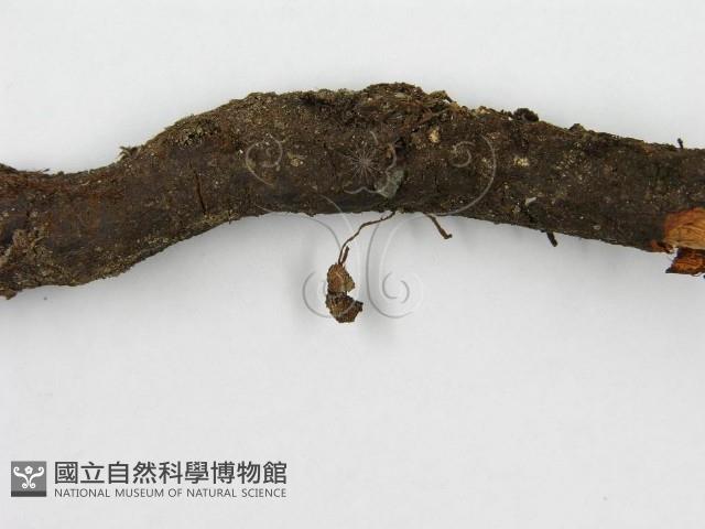 登錄號:F0019159藏品圖，第5張