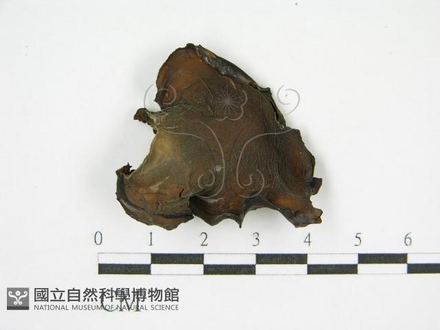 登錄號:F0015249藏品圖，第5張