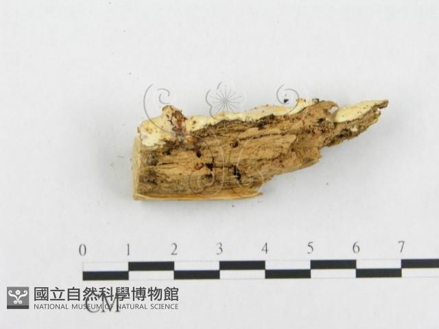 登錄號:F0005949藏品圖，第5張