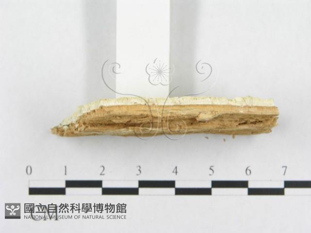 登錄號:F0015749藏品圖，第5張