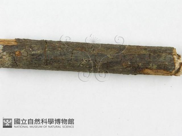 登錄號:F0013749藏品圖，第5張