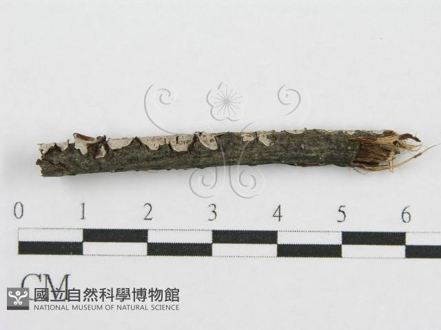 筍殼菌屬藏品圖，第5張