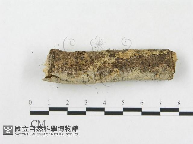 樹脂殼菌屬藏品圖，第5張